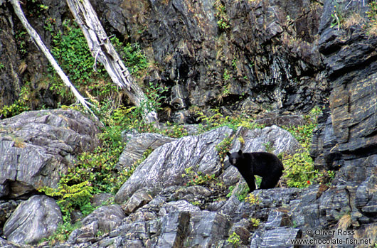 Black bear on Vancouver Island