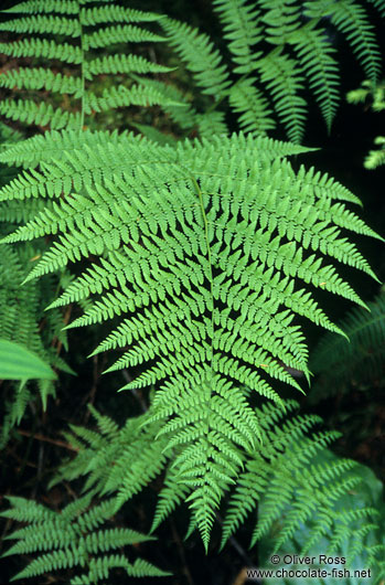 Big Fern on Vancouver Island