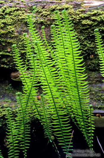 Ferns on Vancouver Island