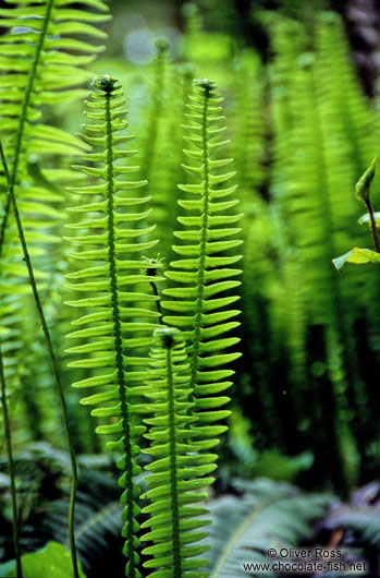 Ferns on Vancouver Island