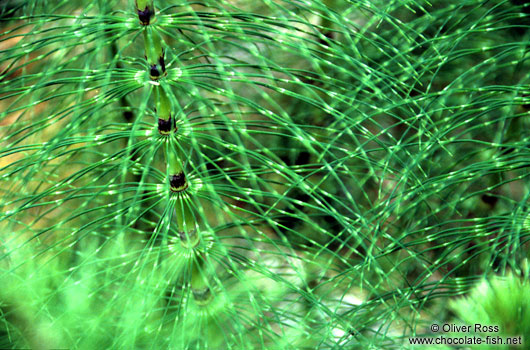 Horse Tail on Vancouver Island