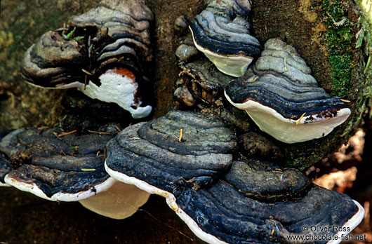 Fungi growing on a fallen log