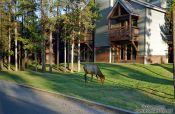 Travel photography:Moose in Banff National Park, Canada