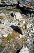 Travel photography:Squirrel in Banff National Park, Canada