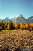 Travel photography:Trees in autumn colour at Lake Louise, Canada