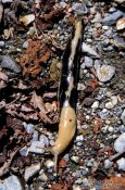 Travel photography:Giant Banana Slug on Vancouver Island, Canada