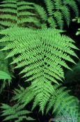 Travel photography:Big Fern on Vancouver Island, Canada