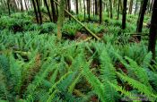 Travel photography:Ferns on Vancouver Island, Canada