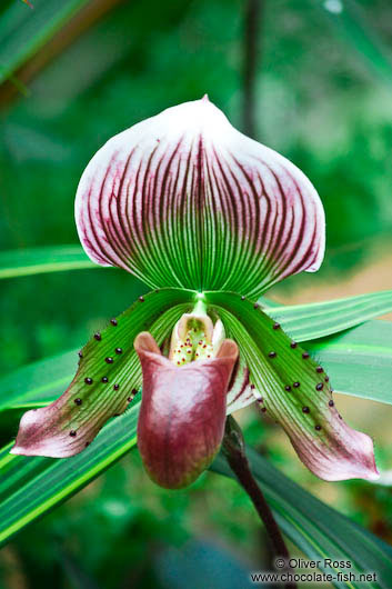 Paphiopedilum orchid at Hong Kong´s Botanical Garden