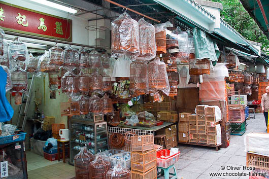 Hong Kong bird market 