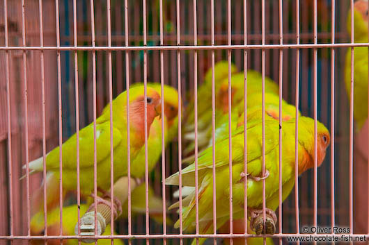 Caged birds at the Hong Kong bird market 