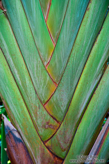 Palm tree detail in Hong Kong´s botanical garden 