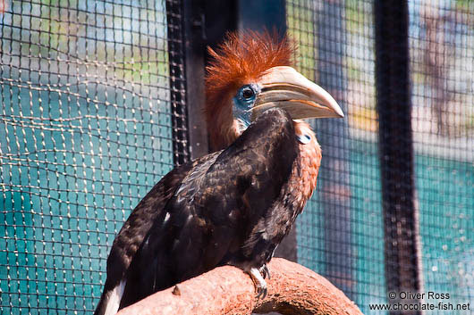 Bird in Hong Kong´s Zoological Garden