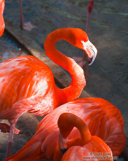 Flamingoes in Hong Kong´s Zoological Garden