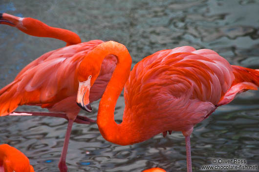 Flamingoes in Hong Kong´s Zoological Garden