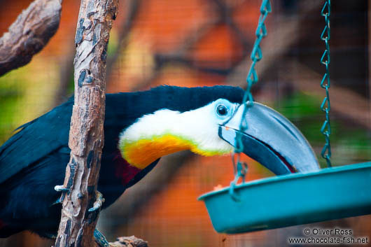 Tucan in Hong Kong´s Zoological Garden