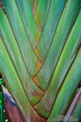 Travel photography:Palm tree detail in Hong Kong´s botanical garden , China