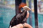 Travel photography:Bird in Hong Kong´s Zoological Garden, China