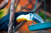 Travel photography:Tucan in Hong Kong´s Zoological Garden, China