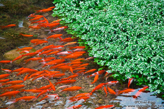 Goldfish in Lijiang´s main river