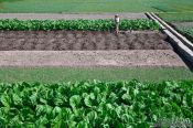 Travel photography:Agricultural fields near Dali, China