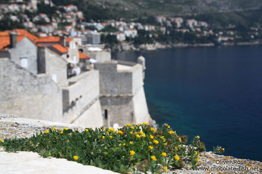 Plant on the city wall in Dubrovnik