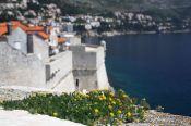 Travel photography:Plant on the city wall in Dubrovnik, Croatia