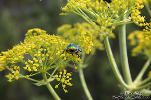 Small beetle on Mljet island