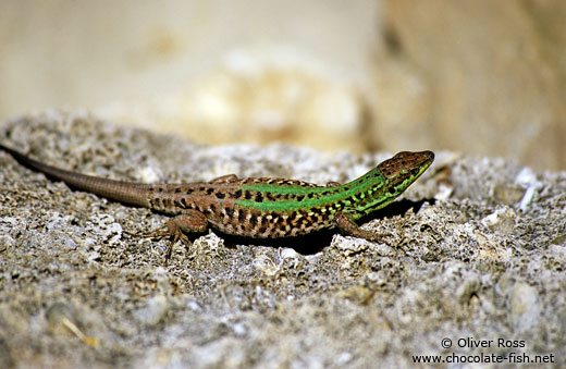 A lizard catching some sun in Rab