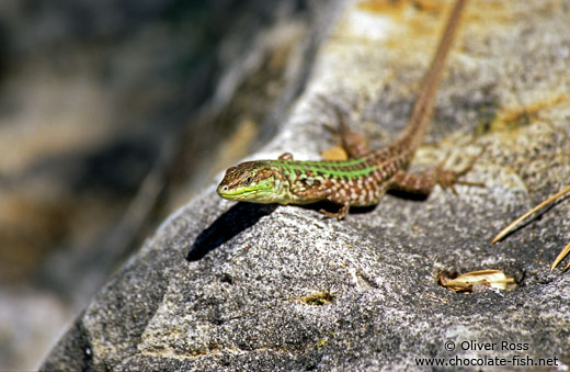 A lizard sunning itself in Rab