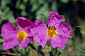 Travel photography:Flowers with bee in Rab, Croatia