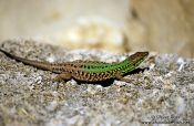 Travel photography:A lizard catching some sun in Rab, Croatia