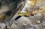 Travel photography:A lizard sunning itself in Rab, Croatia