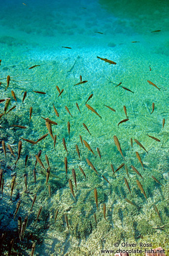 Fishes abound in the cristal clear water of the Plitvice lakes