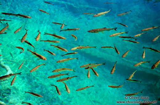 Fishes abound in the cristal clear water of the Plitvice lakes