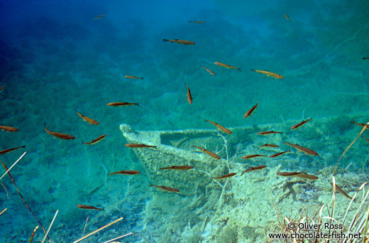 Fishes abound in the cristal clear water of the Plitvice lakes