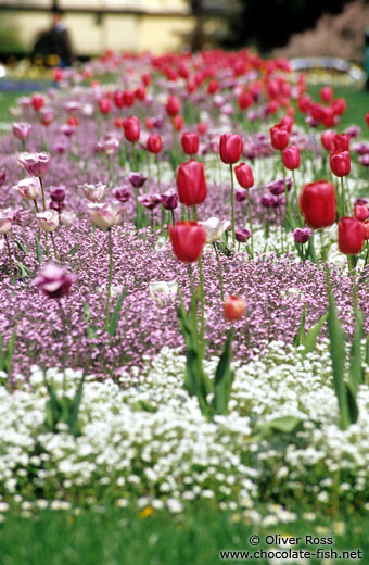 Tulip bed outside Zagreb theatre