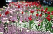 Travel photography:Tulips outside Zagreb theatre, Croatia