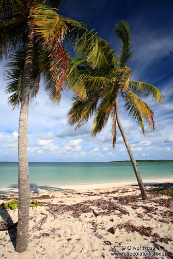 Palm trees at Cayo-las-Bruchas beach