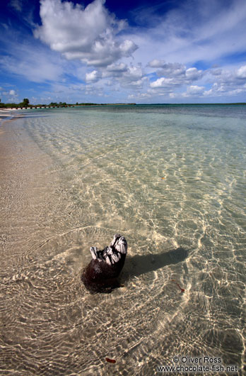 Washed-up tree stump at Cayo-las-Bruchas beach