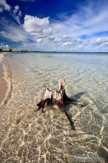 Washed-up tree stump at Cayo-las-Bruchas beach