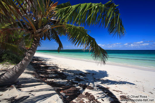 Palm tree at Cayo-las-Bruchas beach