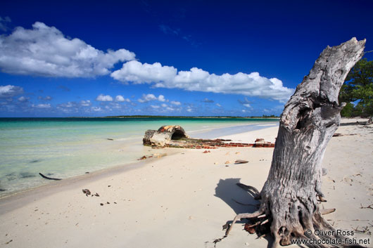 Tree trunk at Cayo-las-Bruchas beach