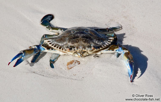 Crab at Cayo-las-Bruchas beach
