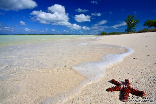 Red sea star at Cayo-las-Bruchas beach