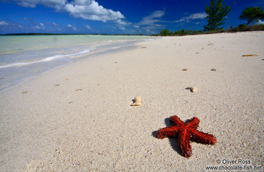 Red sea star at Cayo-las-Bruchas beach