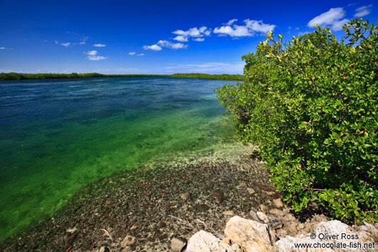 Mangroves growing along a tidal channel at Cayo-las-Bruchas