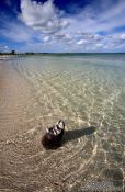 Travel photography:Washed-up tree stump at Cayo-las-Bruchas beach, Cuba