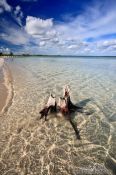 Travel photography:Washed-up tree stump at Cayo-las-Bruchas beach, Cuba