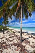 Travel photography:Palm trees at Cayo-las-Bruchas beach, Cuba